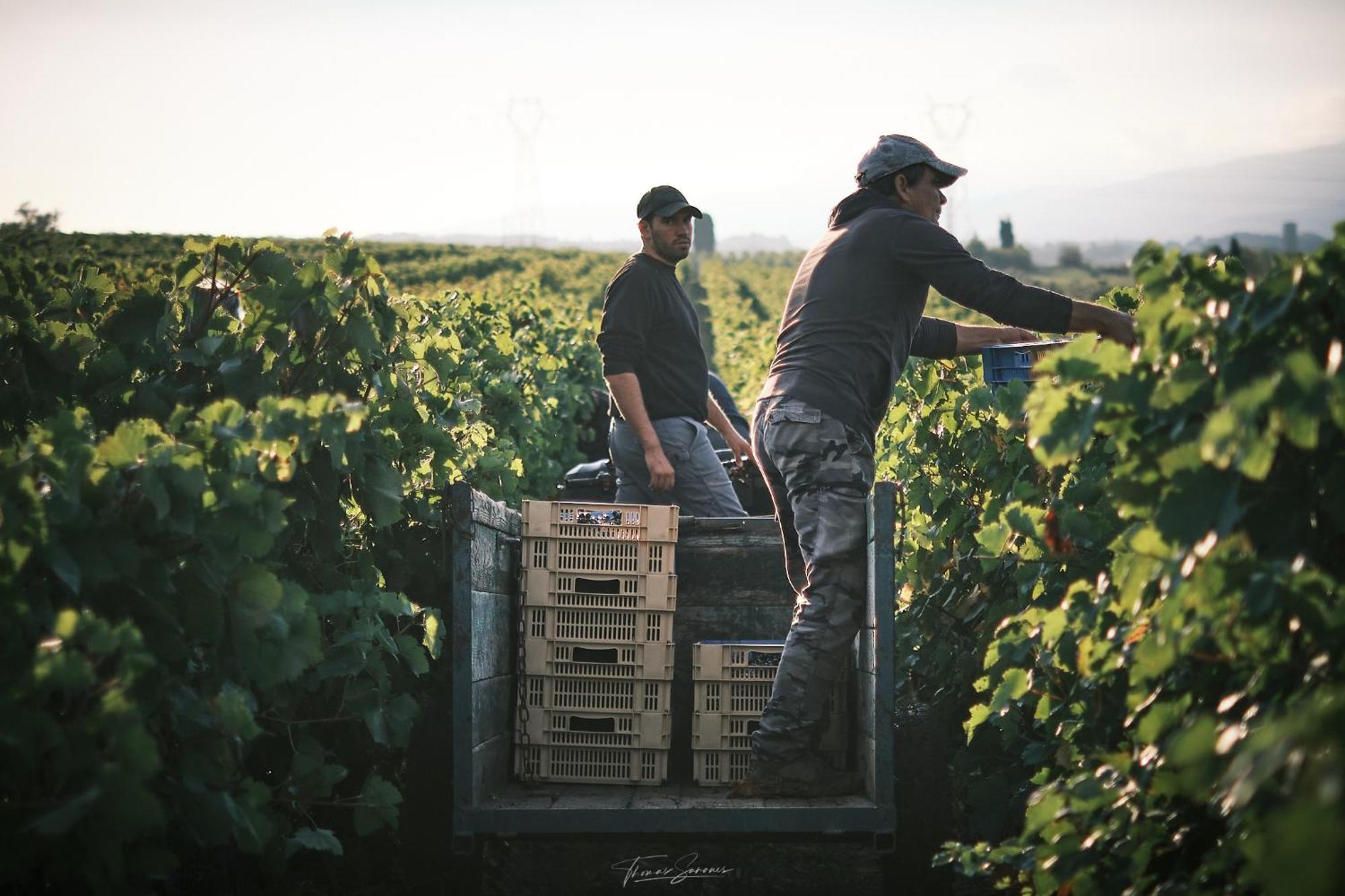 Domaine De Cantalauze Trèbes Buitenkant foto